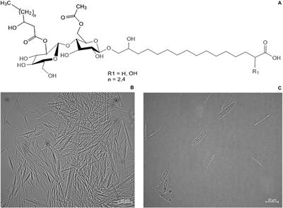 Factors Affecting the Synthesis of Cellobiose Lipids by Sporisorium scitamineum